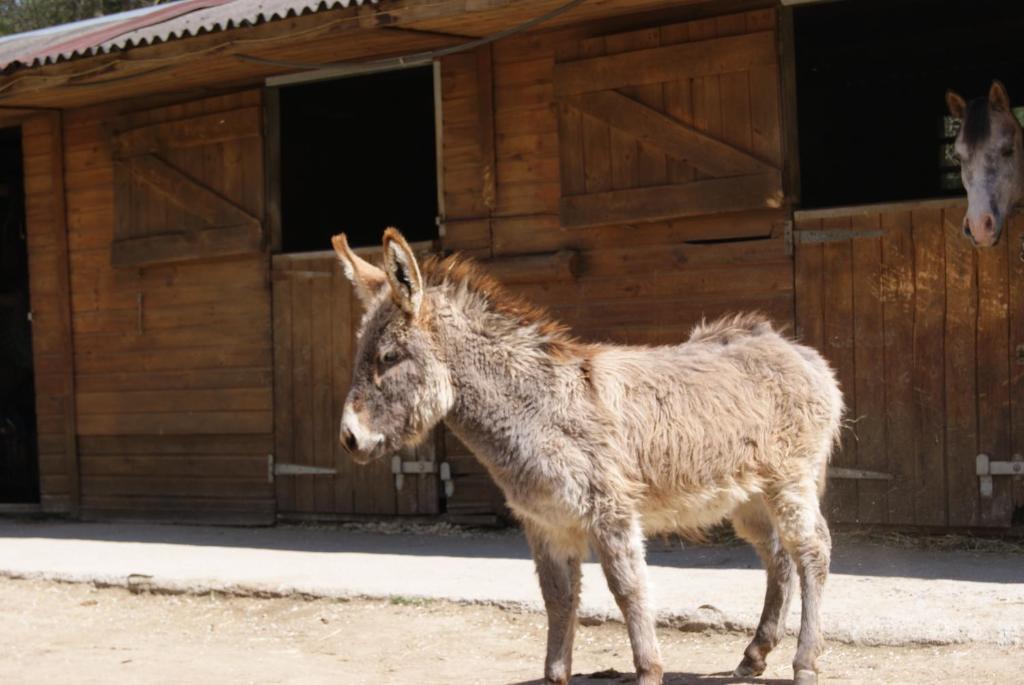 Els Torrents Hotel Bellver de Cerdanya Kültér fotó
